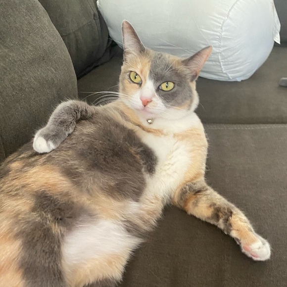 noellenoelles
